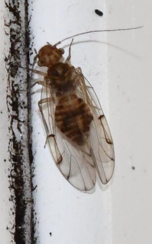 Ectopsocus briggsi
